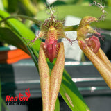 Bulbophyllum Rungsan Viraphadhli