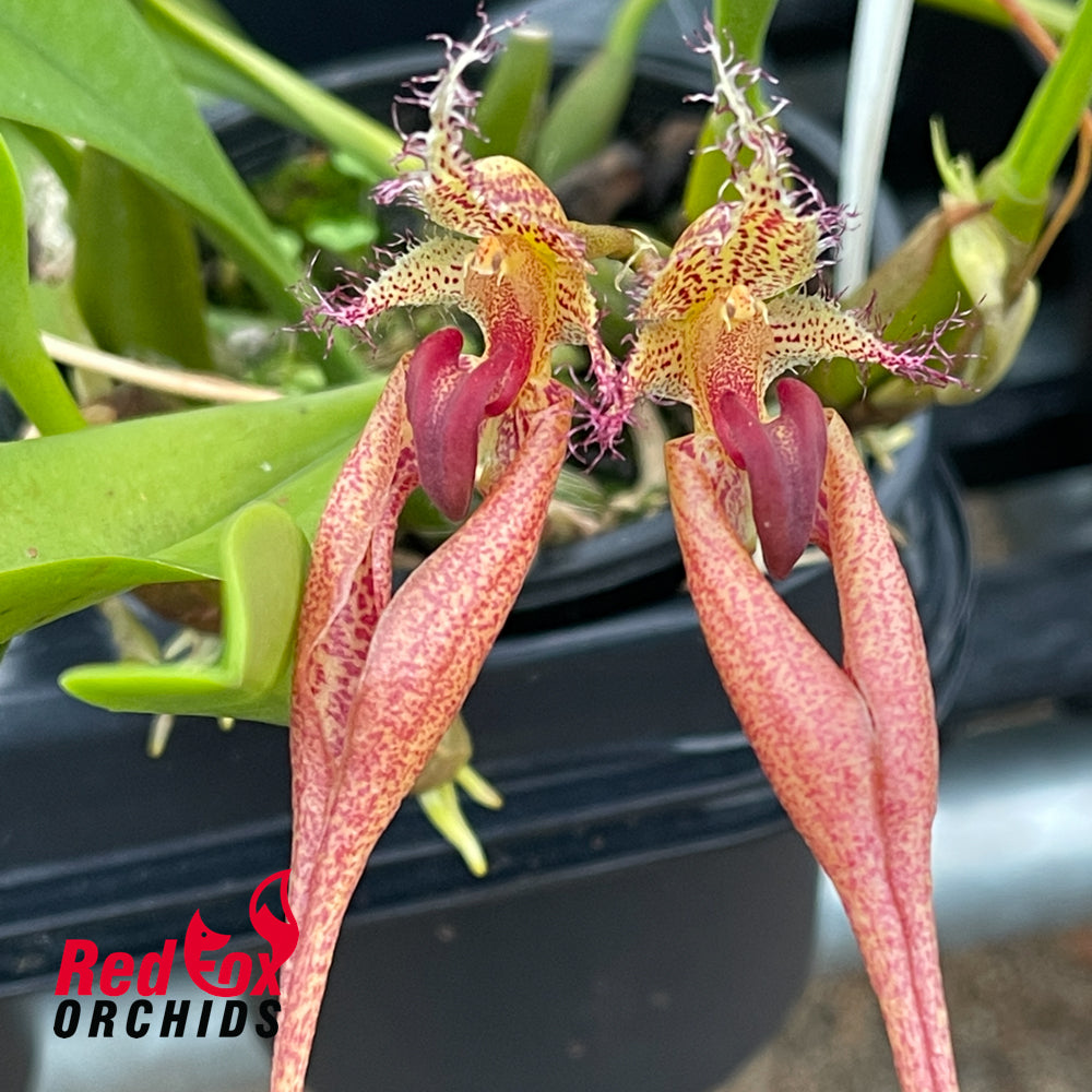 Bulbophyllum Rungsan Viraphadhli
