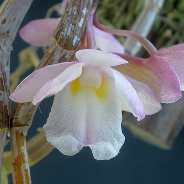 Dendrobium cumulatum