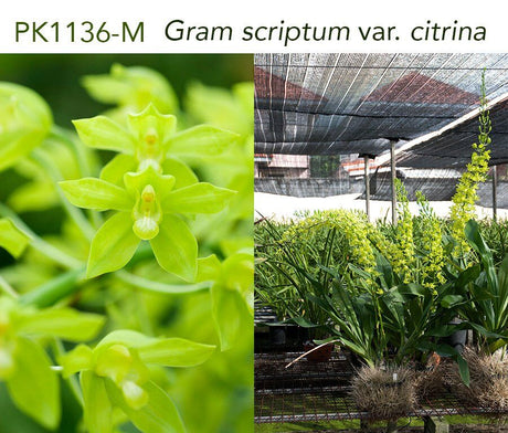 Grammatophyllum scriptum var. citrinum