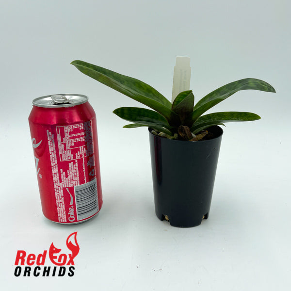 Paphiopedilum (Hsinying Larry x Hsinying Yahoo) x charlesworthii 'KP'