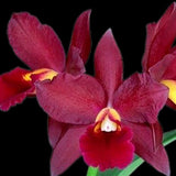Cattlianthe Tutankamen