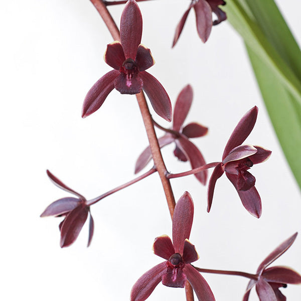 Cymbidium Udaigiri
