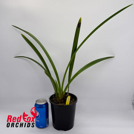 Cymbidium Ensi Canal 'Lady First'