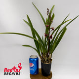 Cymbidium Ensi Canal 'Lady First'