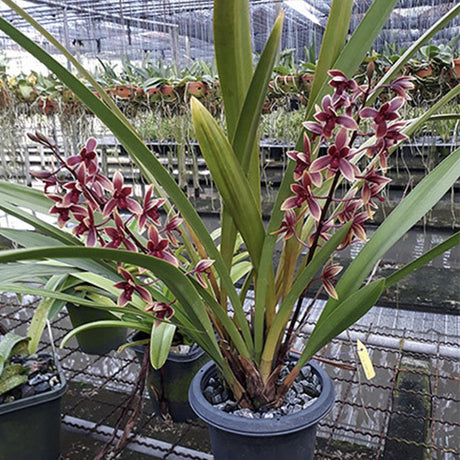 Cymbidium Ensi Canal 'Lady First'