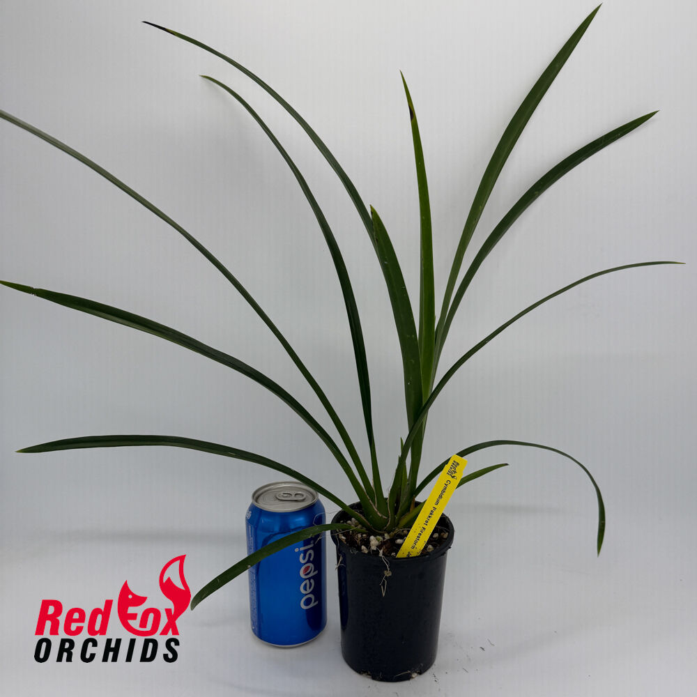 Cymbidium Pakkret Firestorm 'Jerry'