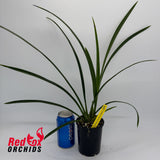 Cymbidium Pakkret Firestorm 'Jerry'