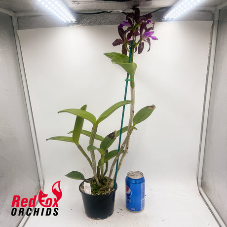Cattleya tigrina 'Topaz#2' x 'Burleigh #1'