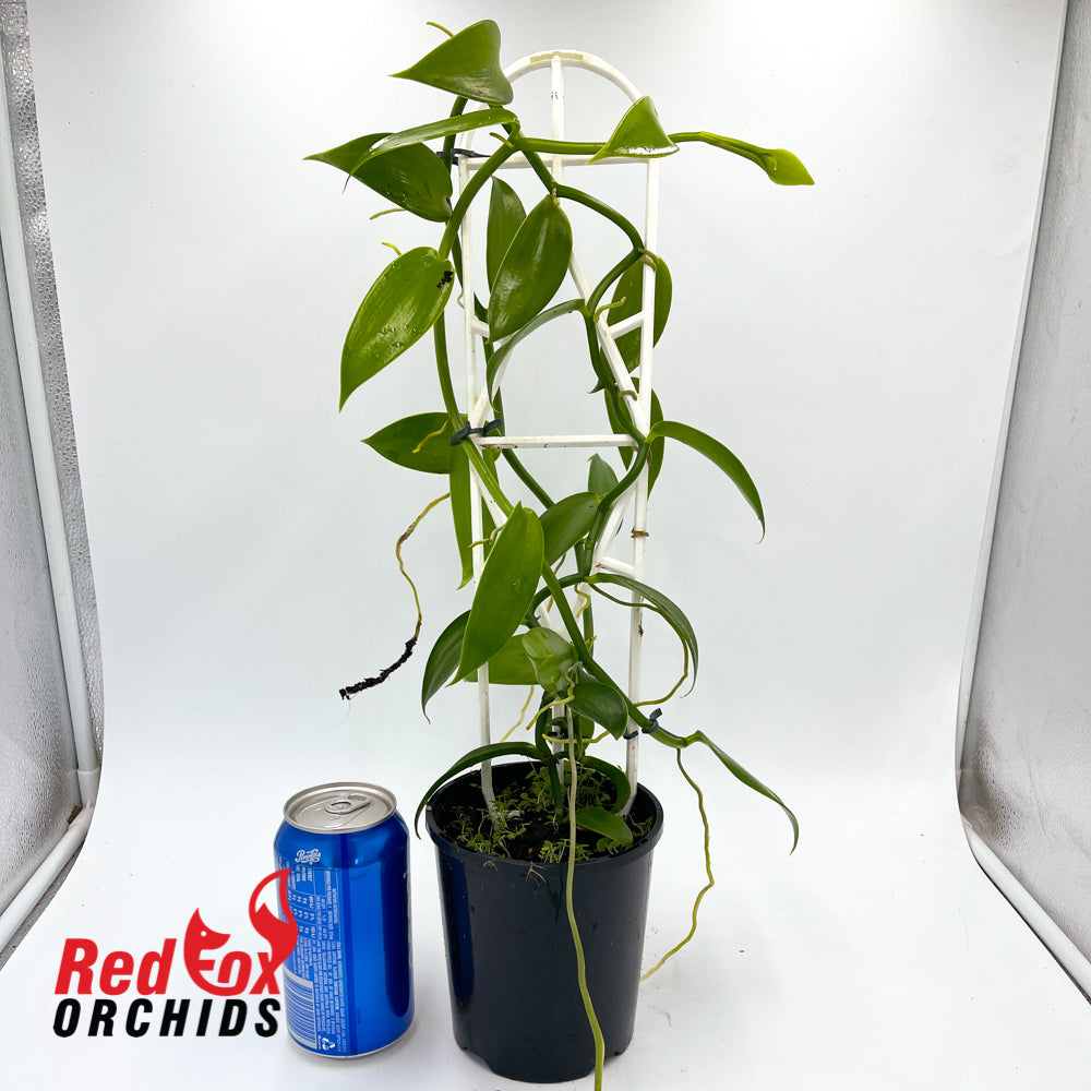 Vanilla planifolia