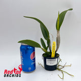 Laeliocattleya Tropical Trick 'Machado #3'