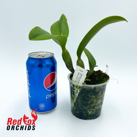 Laeliocattleya Tropical Trick 'Machado #3'