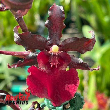 Odontocidium Succubus 'Night Shift'