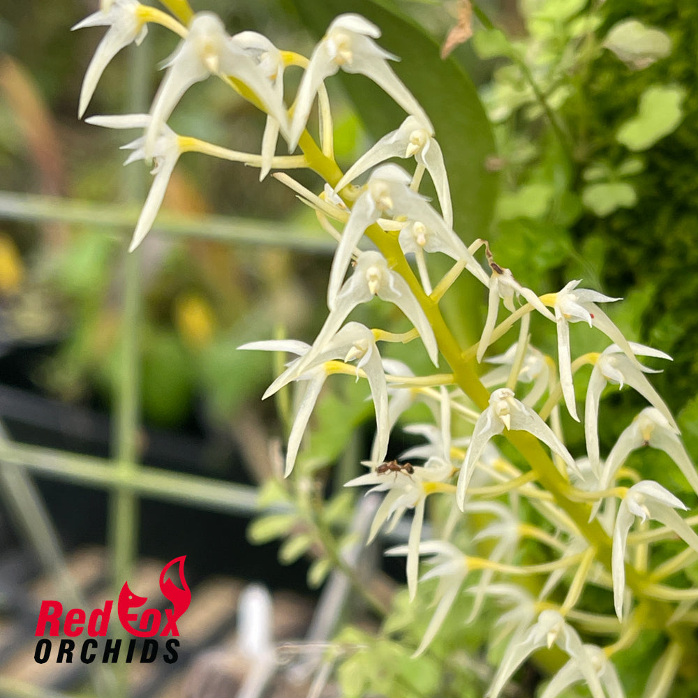 Bulbophyllum compressum