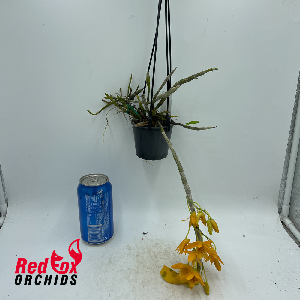 Dendrobium Stardust 'Firebird'