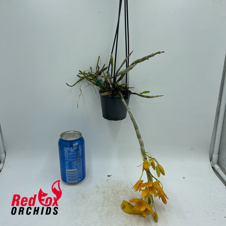 Dendrobium Stardust 'Firebird'