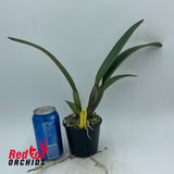 Cattleya maxima var coerulea