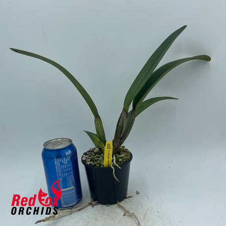 Cattleya maxima var coerulea