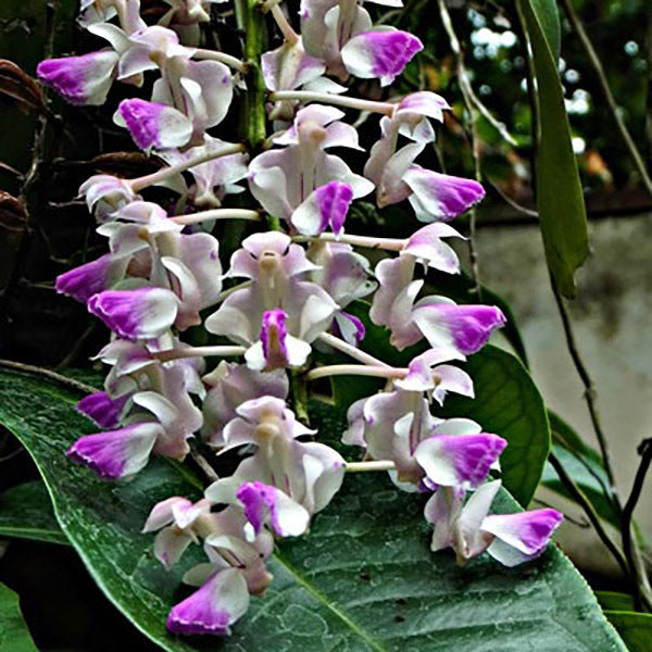 Aerides falcata