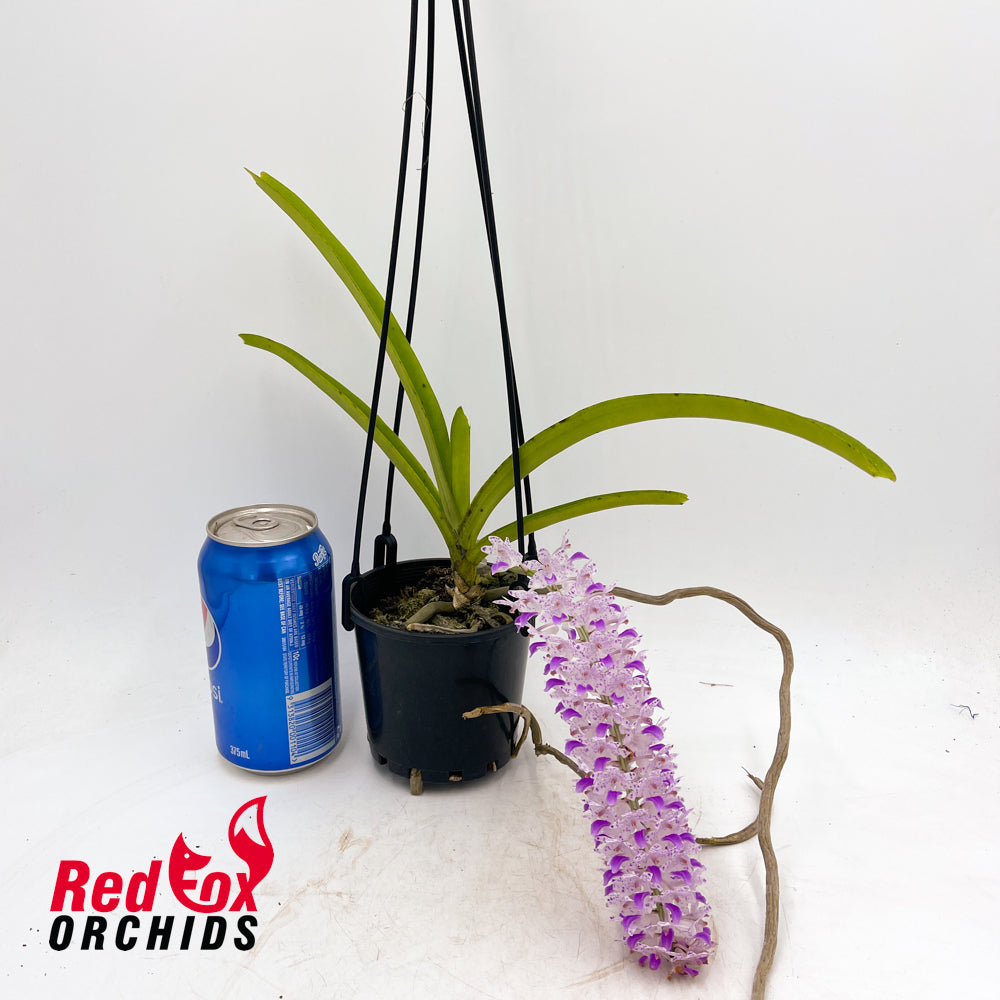 Rhynchostylis retusa