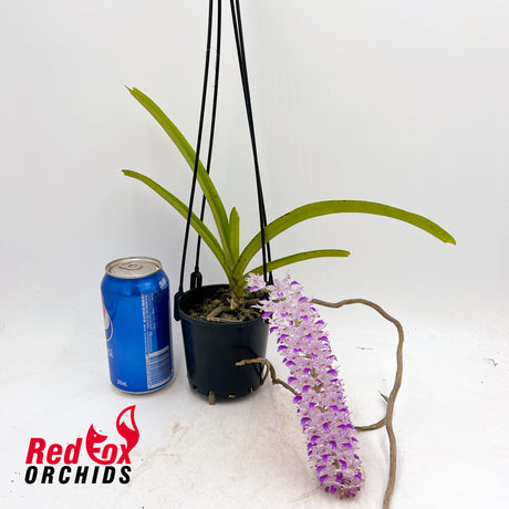 Rhynchostylis retusa