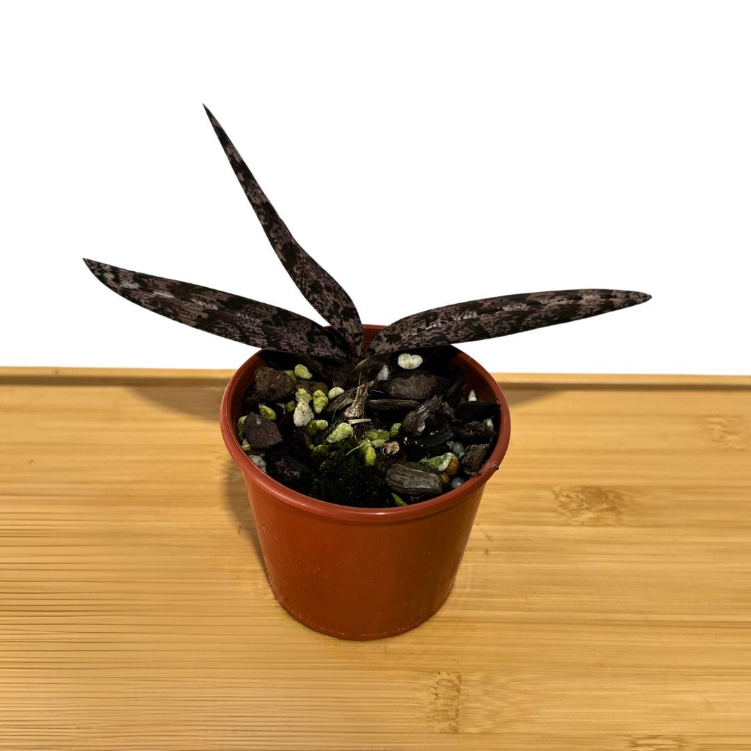 Oeceoclades spathulifera