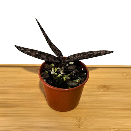 Oeceoclades spathulifera