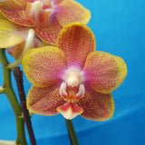 Phalaenopsis Allura 'Spitfire'