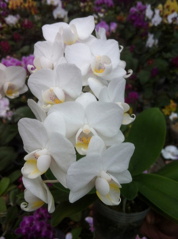 Phalaenopsis Allura 'Veneto'