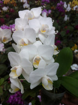 Phalaenopsis Allura 'Veneto'