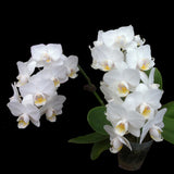 Phalaenopsis Allura 'Veneto'