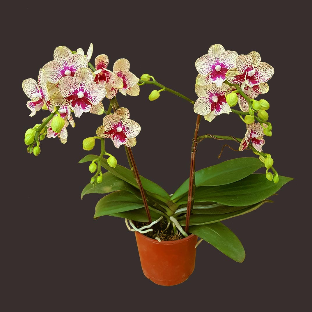 Phalaenopsis Allura 'Hydra'