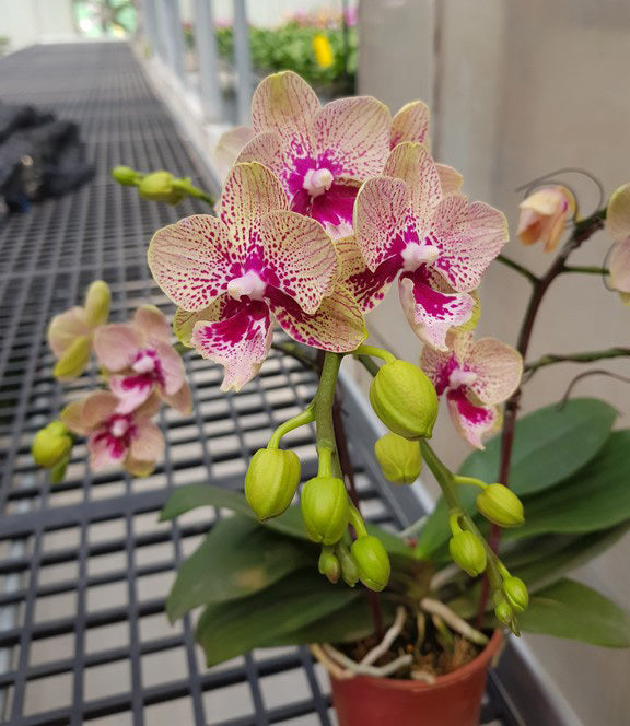Phalaenopsis Allura 'Hydra'