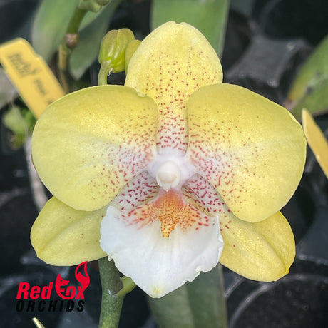Phalaenopsis Allura 'Tropica'