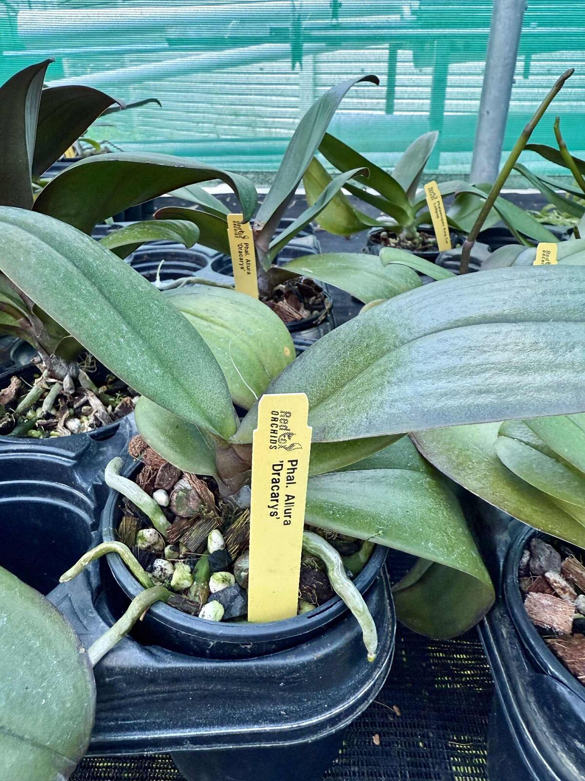 Phalaenopsis Allura 'Dracarys'