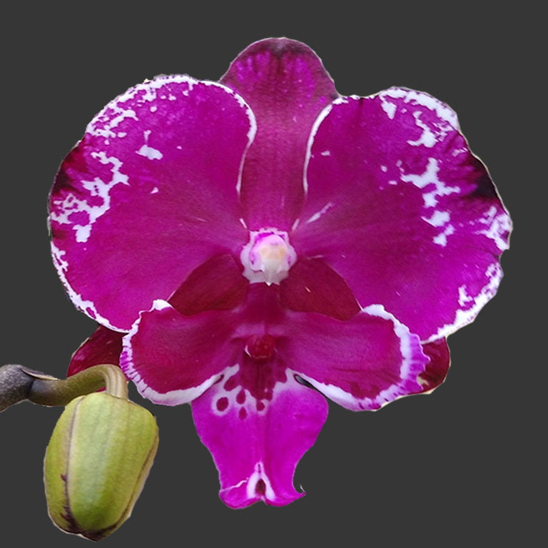Phalaenopsis Allura 'Dracarys'