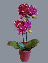 Phalaenopsis Allura 'Dracarys'