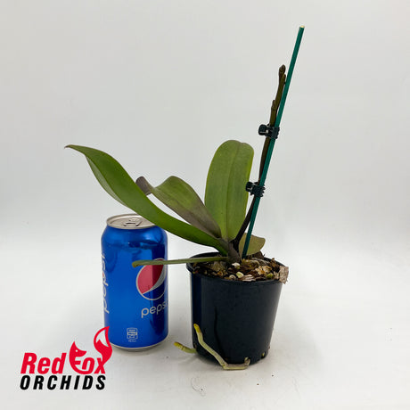 Phalaenopsis Golden