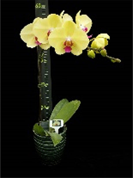Phalaenopsis Golden