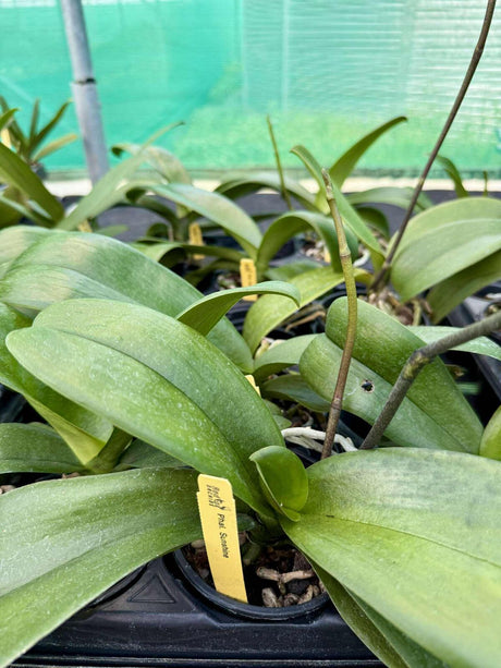 Phalaenopsis Sunshine