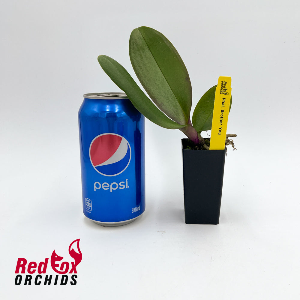 Phalaenopsis Brother You