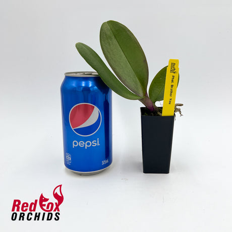 Phalaenopsis Brother You