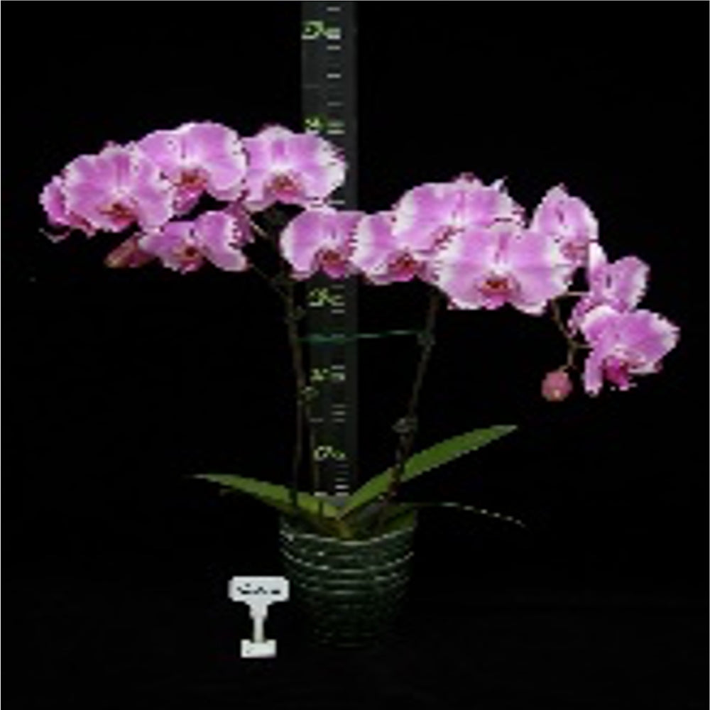 Phalaenopsis Brother You