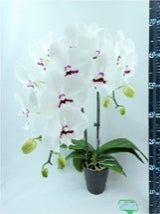Phalaenopsis Gentleman