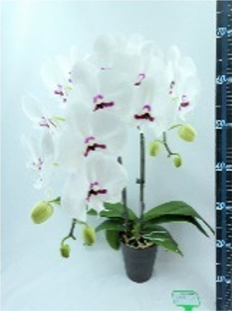 Phalaenopsis Gentleman