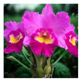 Cattleya Orchid - Rhyncholaeliocattleya Chief Marshall