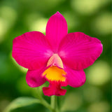 Cattlianthe Chief 'Berry'