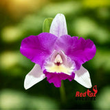 Cattleya Orchid - Rhyncholaeliocattleya Mari's Magic 'Chief Satisfaction'