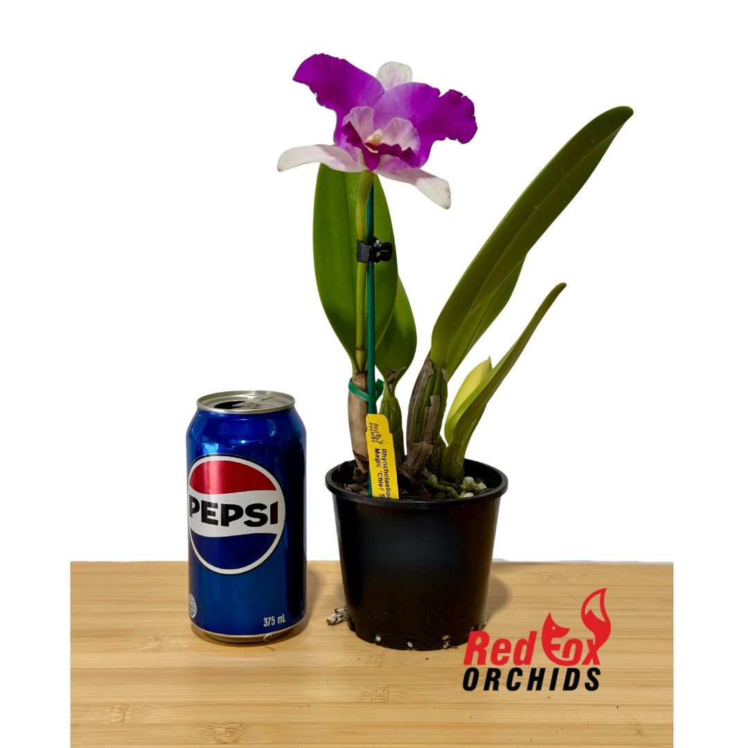Cattleya Orchid - Rhyncholaeliocattleya Mari's Magic 'Chief Satisfaction'