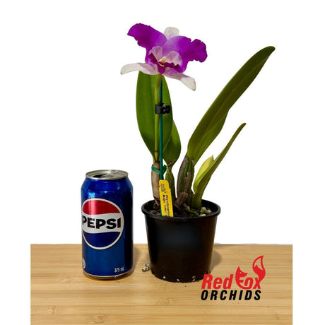 Cattleya Orchid - Rhyncholaeliocattleya Mari's Magic 'Chief Satisfaction'